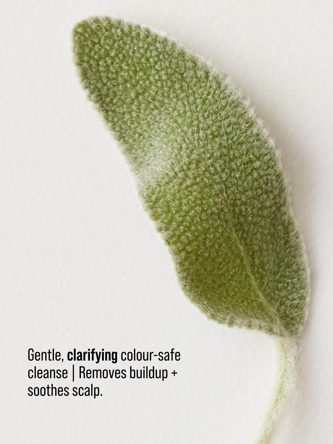 RENEW Clarifying Shampoo